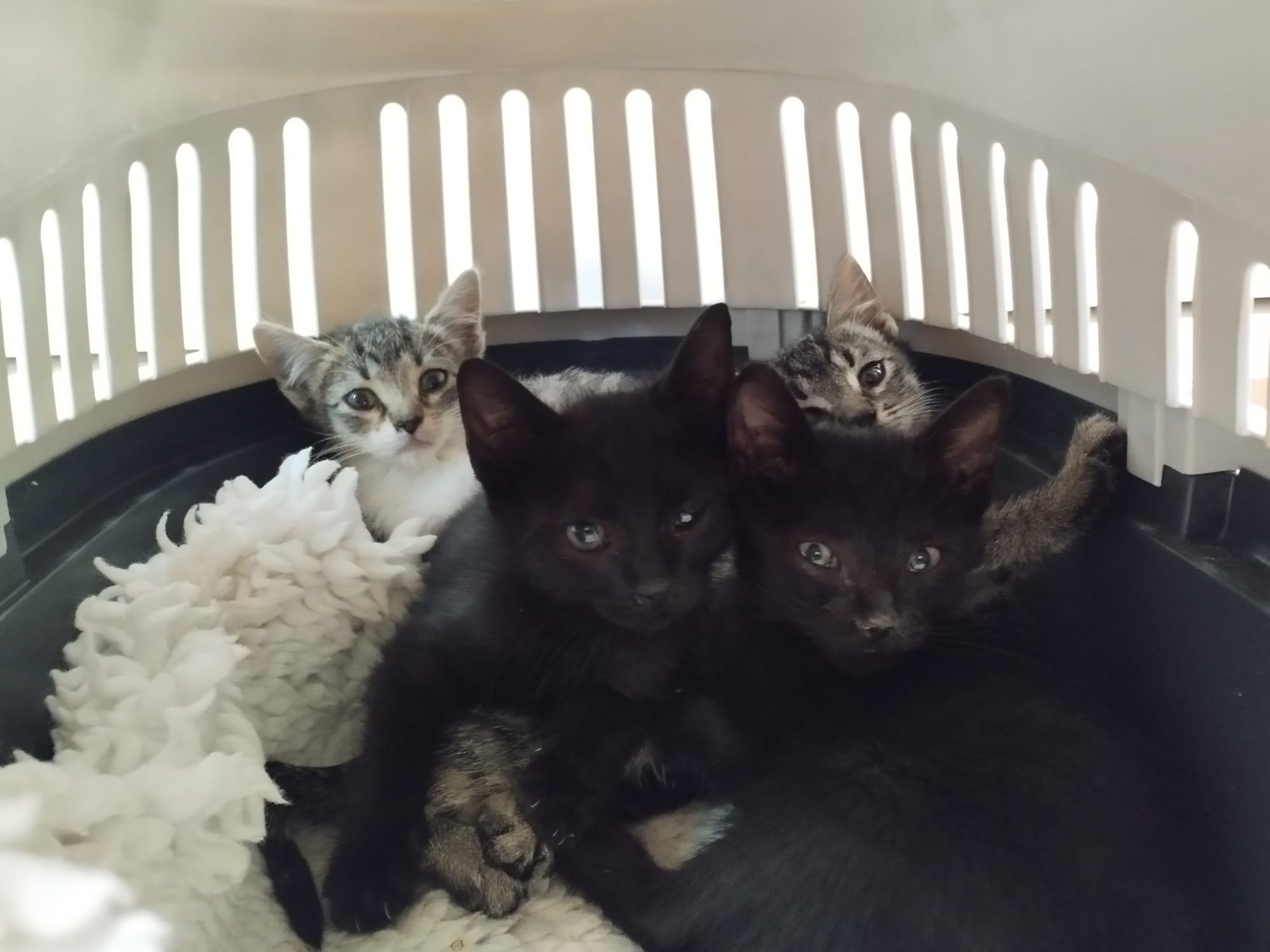 Lau Katu elkarteak 3 katu eme eta 2 katu ar ditu adoptatzeko